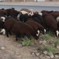 بره ماده و نر به تعداد بالا