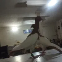 کبوتر