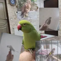خرید و فروش پت طوطی کاسکو سهره