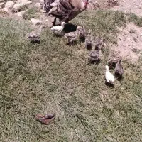 بوقلمون با 10 عدد جوجه