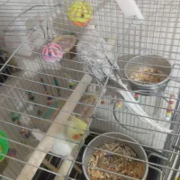 عروس هلندی