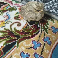جوجه