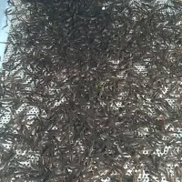 بچه ماهی قزل آلا تک جنسه تمام ماده