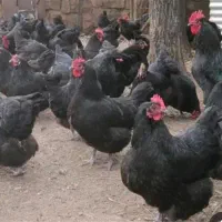 مرغ تخمگذار سیاه رسمی سرحال