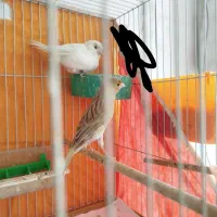 جفت فنچ و قناری ماده
