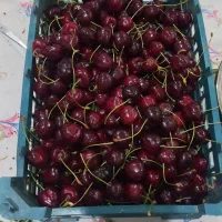 گیلاس  با کیفیت گلمکان