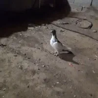 نرپرشی|پرنده|جوین, |دیوار