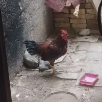 خروس ۱ ساله
