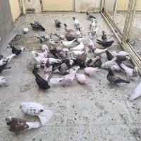 کبوتر نر و ماده گرو شده