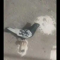 کبوتر رنگی