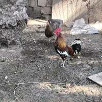 مرغ عربی اصیل