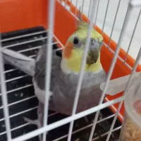 عروس هلندی نر