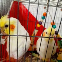 عروس هلندی
