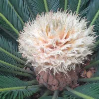 تعداد ۴عدد سیکاس ۲۰ساله