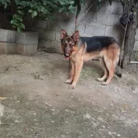 سگ ژرمن