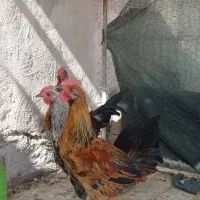 خروس لری
