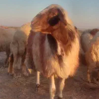 قوچ گوش‌بور
