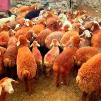 عرضه‌کننده/دام زنده بره نرینه زیره فی کل مشهدمطمئن