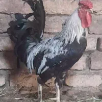 خروس چهل تاج‌درشت، خروس گلین