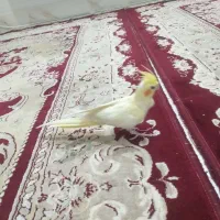 عروس هلندی دستی ۲ عدد با قفس