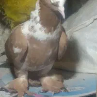 ککیلی ساری ماده قره گوز.مثل یاهی هست