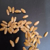 گندم دهدشت