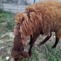 گوسفند افشار