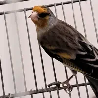سهره|پرنده|تهران, عبدلآباد|دیوار