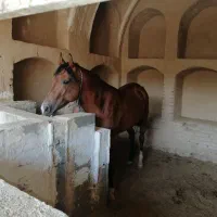 نریون