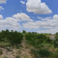 باغ ویلایی ۱۴۰۰ متری با گردو و بادام (با حق آب)