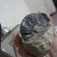فسیل. مهره باستانی. شهاب.  و.  کلکسیونی
