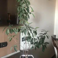 درختچه بنسای 10 ساله