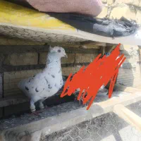کفتر ماده سار موشی کاکلی عطیقه