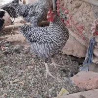 نیمچه خروس پیلموت راک اصل