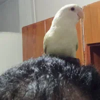 جوجه کوتوله برزیلی