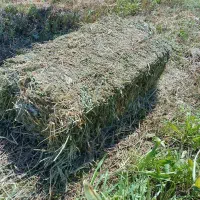 علف یونجه پرس شده تعداد 260 عدد مرغوب تازه