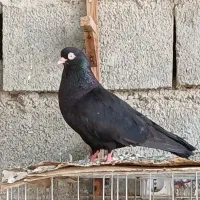 سیاه