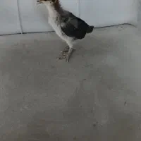 جوجه