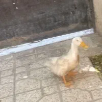 یک اردک