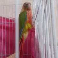 گرینچیک نر آناناسی رد