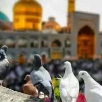 سفر زیارتی مشهد