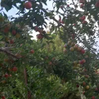 باغ در حبیب اباد