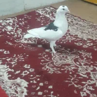 کبوتر چپ ماده ضمانت تخم وجوجه