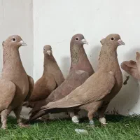 کفتر بوم تقریبا ۳۰ تا ۳۵تا
