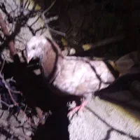 کفتر سفید و قرمز