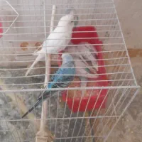 مرغ عشق همراه با ۴ جوجه ۲۰ روزه