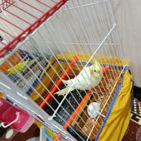 فروش یک جفت مرغ عشق و یک عروس هلندی سالم