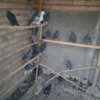 کفتر پرشی زاغ