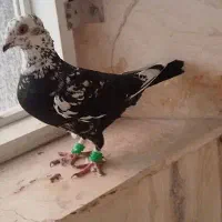 کفتر.کبوتر.کربلایی مخمل .دورگ .گوره