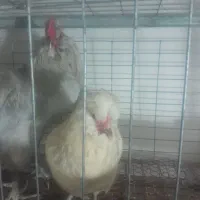 مرغ خروس